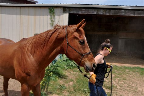 Equine rescues near me - Draft Gratitude has given a second chance and a caring home to nearly 100 senior working horses. Founded in 2014, Draft Gratitude works ot ensure the health of the draft horses in a caring and compassionate manner.